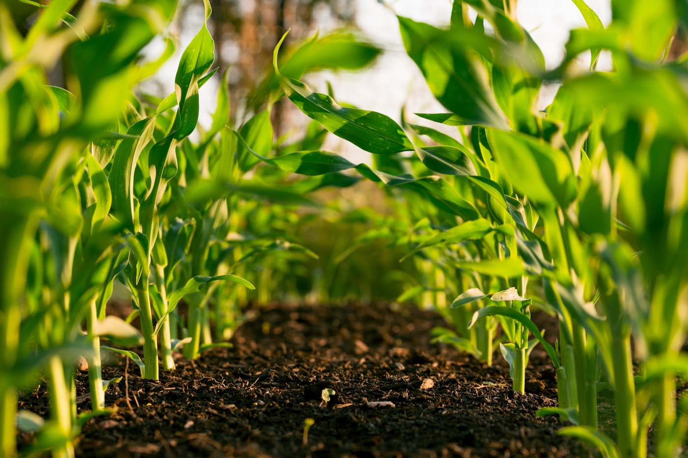 Farmer standing in a green crop field using modern agriculture practices