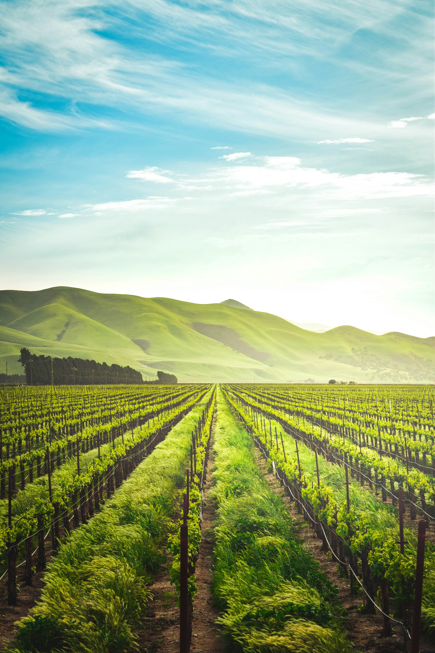 Healthy green crop field representing premium crop nutrition success
